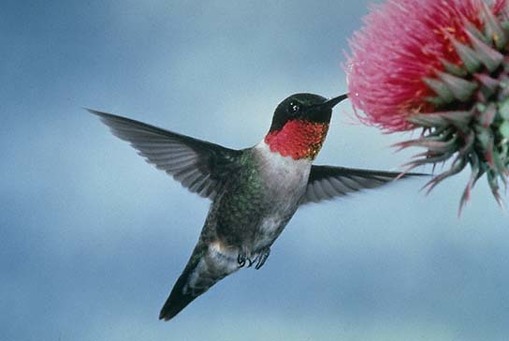 Hummingbirds, joy, life